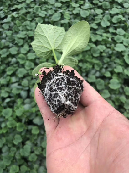 洛宁种苗批发 嫁接黄瓜苗基地