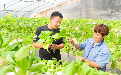 武城范庄农业科技光伏产业园 年轻 棚主 投身乡村振兴