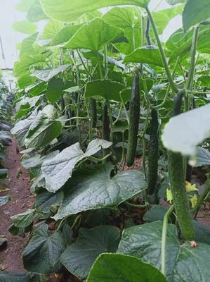 推荐嫁接黄瓜苗 黄瓜种苗无刺小黄瓜水果黄瓜高产抗病山东寿光