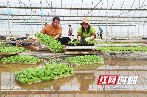 湖南新田 育苗大棚移栽忙 组图