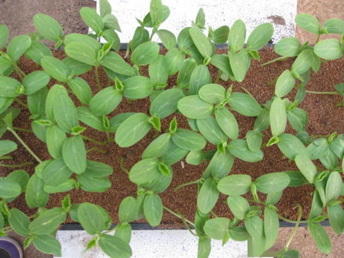 嫁接有机黄瓜,如何少生病