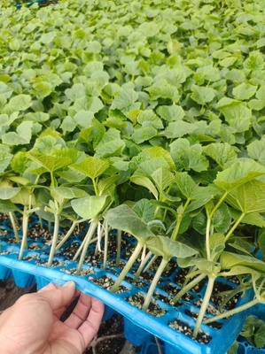 嫁接水果黄瓜苗