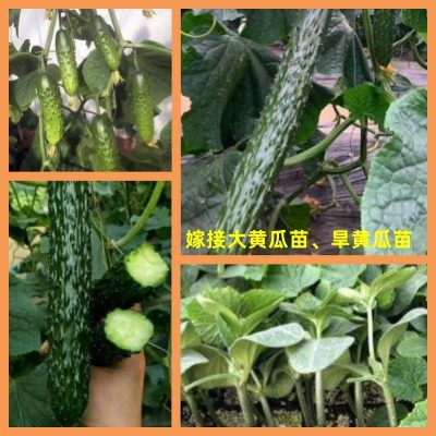 会宁哪有批发蔬菜苗的,靖远黄瓜西红柿育苗基地(2023预定)