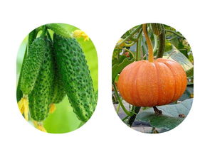 黄瓜不好吃，竟是嫁接惹的“祸”？