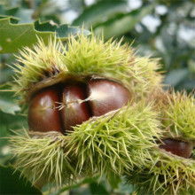 嫁接黄瓜苗的技术与方法