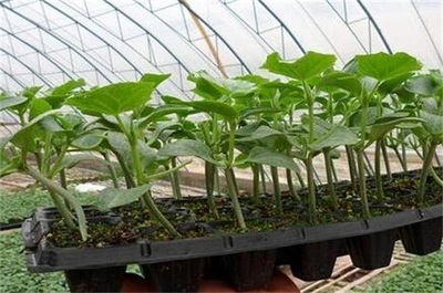 黄瓜苗嫁接技术详解