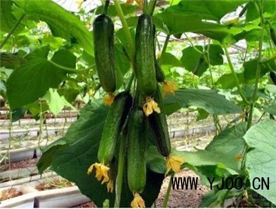 永城强雌黄瓜嫁接苗培育厂 品种优势与育苗技术详解