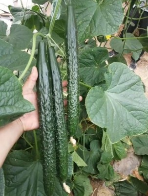 商洛大棚培育嫁接黄瓜苗与榆林批发黄瓜种苗厂（2022）指南