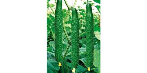 嫁接黄瓜苗 优质种苗助力农业增产增收