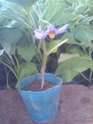 东姜嫁接茄子育苗基地 优质嫁接黄瓜苗欢迎您