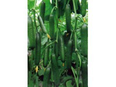 嫁接黄瓜苗 福兴供应产品与寿光南潘育苗基地的专业合作