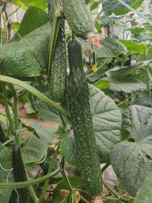 黄瓜苗嫁接技术 打造强慈油亮高抗病优质品种