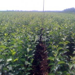 陕西苗木繁育基地 专业嫁接黄瓜苗的可靠供应商