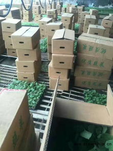 赣州嫁接黄瓜苗批发与育苗厂专业服务