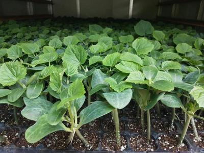 山东聊城莘县优质嫁接黄瓜苗批发热销，仅0.60元/棵
