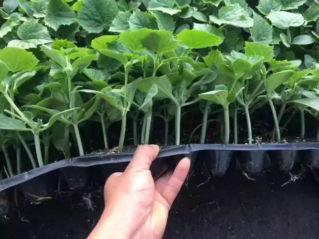 黄瓜苗嫁接后茎秆开裂的原因与解决措施