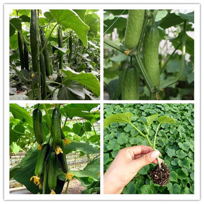 盘锦与灯塔的优势黄瓜嫁接苗育苗基地探析