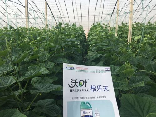 嫁接黄瓜苗的闷棚管理要点