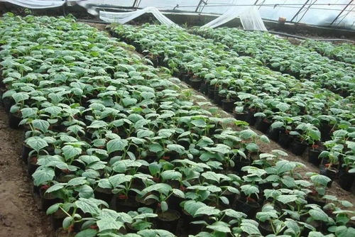 贴接、顶芽插接、靠接，一文搞懂黄瓜育苗三大嫁接技术