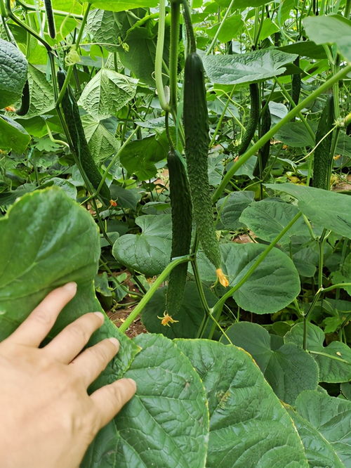 双盈黄瓜种子 抗病高产，瓜条油亮，助力优质嫁接黄瓜苗种植