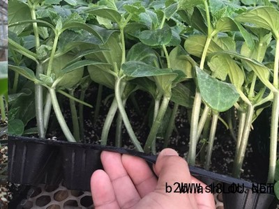 酒泉嫁接黄瓜苗的市场报价与育苗厂概况