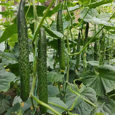 德瑞特178黄瓜嫁接苗 黑油亮品种市场价格与优势分析