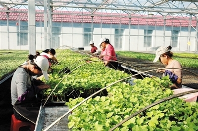 圣原育苗工厂秧苗喜人——通辽嫁接黄瓜苗长势良好