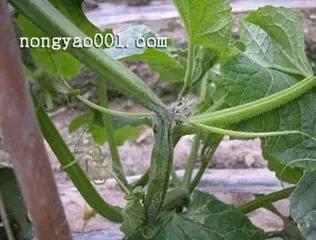蔬菜病害诊断三字经——嫁接黄瓜苗篇