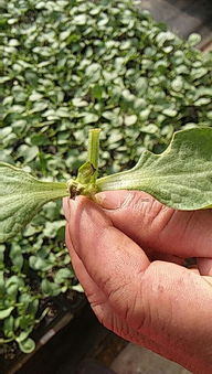 西瓜苗嫁接黄瓜苗后成活又死亡的原因分析与预防方法