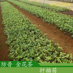 防城金花茶与嫁接黄瓜苗 广西斌华农庄优质植物资源介绍