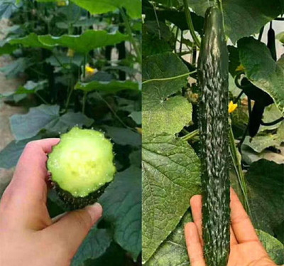 黄瓜苗批发优势解析 广东梅州丰顺县嫁接黄瓜苗，每棵仅0.40元