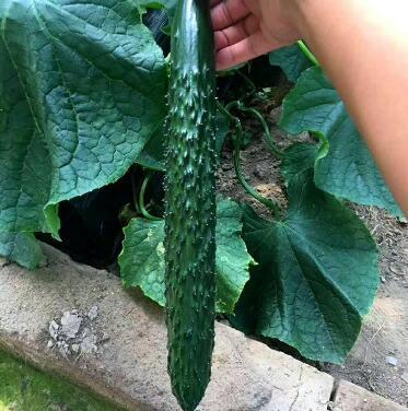 周口嫁接黄瓜苗基地 专业种苗厂，优质嫁接黄瓜苗批发