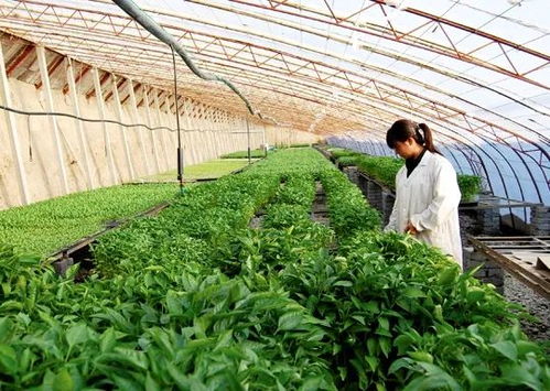 80后海归硕士的田园梦 嫁接黄瓜苗里藏着的“高科技”农业革命