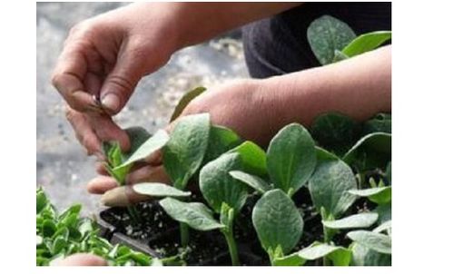 黄瓜嫁接育苗关键技术要点与注意事项