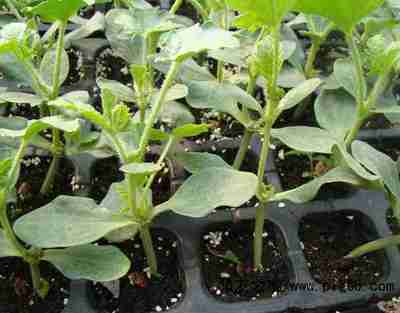 孝感嫁接黄瓜苗 耐热黄瓜苗种苗场的专业培育与市场价值