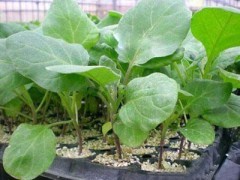 丹东地区嫁接茄子苗与黄瓜苗市场行情及嫁接黄瓜苗价格解析