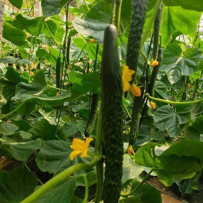 嫁接黄瓜苗 强雌油亮密刺，绿瓤抗病，口感卓越的种植优选