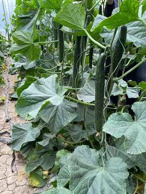 郴州绿亮黄瓜苗 嫁接技术领航，专业苗厂保障优质供应