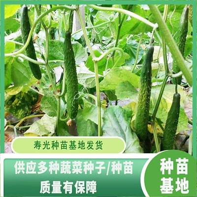 嫁接黄瓜苗 越冬早春与越夏秋延种植的优选良种