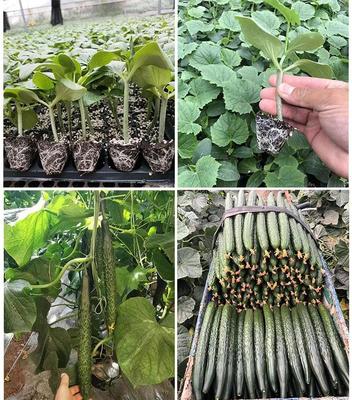 专业育苗，丰产保障——开封供应优质嫁接西红柿苗、抗病西红柿苗代育及嫁接黄瓜苗