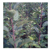 优质苹果苗选购与嫁接黄瓜苗技术解析 助力高效农业生产